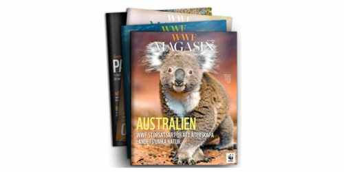 WWF Magasin 1-2023