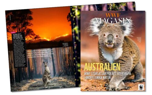 WWF Magasin 123_omslag