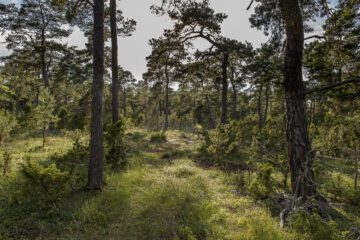 Foto: Ola Jennersten