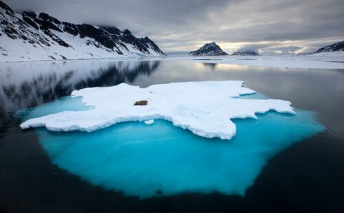 Walrus on ice, Spitsbergen, Norway