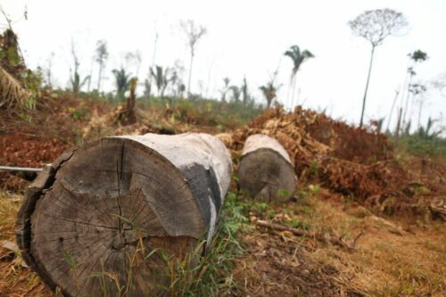 deforestation.jpg EU blir först i världen med en lag som begränsar den globala avskogningen.Foto: WWF Brasilien