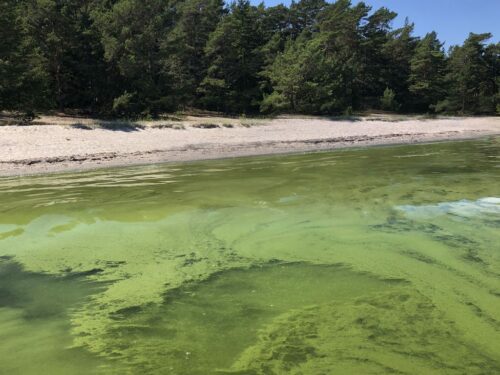 Algblomning vid en strand i Askö