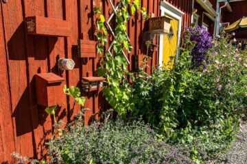 Bihotell på väggen hemma hos Ola