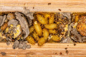 Larver från daggflugan äter upp bilarvernas pollen