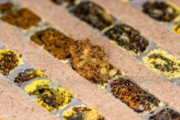 En cell med daggflugelarver. Fluglarverna lever på pollen som murarbin samlat in. Med så här många fluglarver överlever sannolikt inte murarbiets larv.