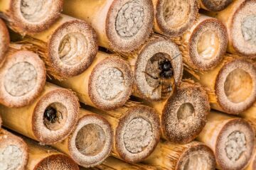 Rödmurarbi stänger sitt bo med lera FOTO: OLA JENNERSTEN Rödmurarbi stänger sitt bo med lera