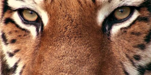 Tigerögon i närbild, sedda framifrån
