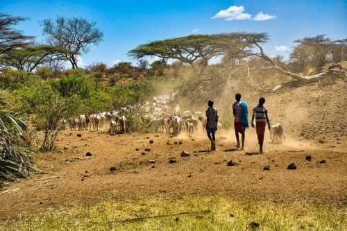 Tre barn med boskap i torkdrabbade Kenya Tre barn med boskap i torkdrabbade Kenya