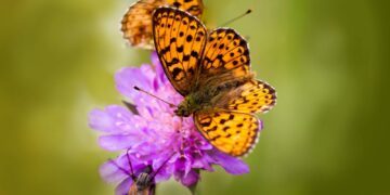 brunsvart fjäril på en rosa blomma som symbol för biologisk mångfald