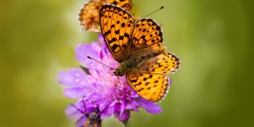 brunsvart fjäril på en rosa blomma som symbol för biologisk mångfald