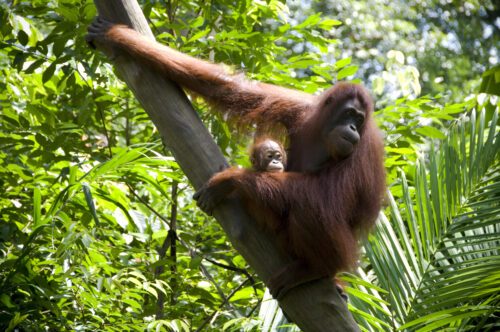 Orangutanghona med sin unge, © Getty Images En orangutang håller sitt unga barn nära kroppen medan de sitter på en gren omgiven av gröna växter.