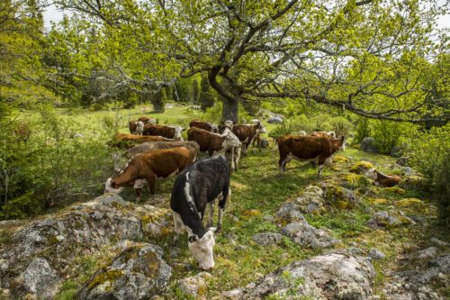 Kor, naturbete. Foto: Ola Jennersten