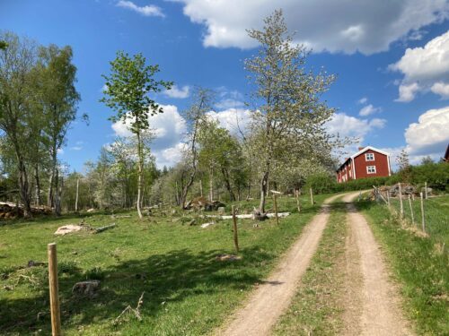 Betesmarker intill en väg som leder till ett rött hus.