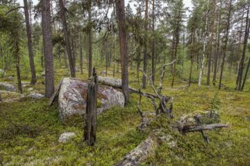 Tallskog @Ola Jennersten Tallskog @Ola Jennersten