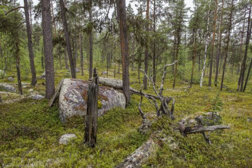 Tallskog @Ola Jennersten, © Ola Jennersten Tallskog @Ola Jennersten