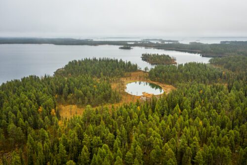 Svensk skog, Foto av Marcus Wetsberg/WWF.