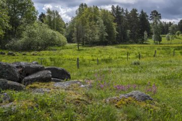 Denna äng har fått växa vilt och blivit rik på arter. Foto av Ola Jennersten/WWF.
