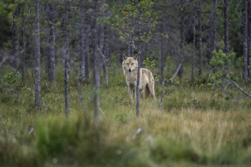 Original_WW2158058, © WWF betalar ut över 8 miljoner kronor till sex rovdjursprojekt i år. Foto: Ola Jennersten WWF betalar ut över 8 miljoner kronor till sex rovdjursprojekt i år. Foto: Ola Jennersten