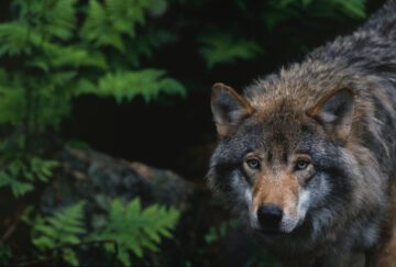 En varg med grönska i bakgrunden. Foto: Staffan Widstrand