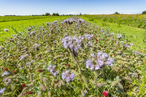 Blommor längs sidan av en åker