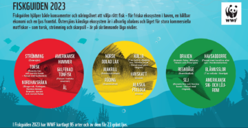 Illustration med tre färgade cirklar och text som handlar om fiskars hållbarhet och miljöpåverkan, under titeln "Fiskguiden 2023".