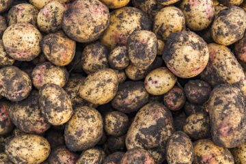 Nyskördad potatis_Foto Ola Jennersten WWF