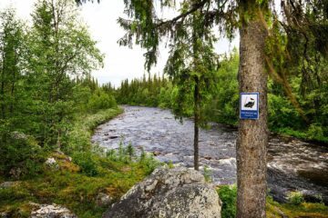 Ångermanälven med ett träd i förgrunden med fiskekortsskylt