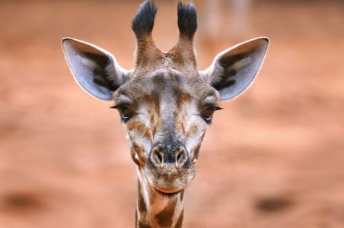 giraff