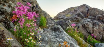 Gökblomster och baldersbrå vid klipport
