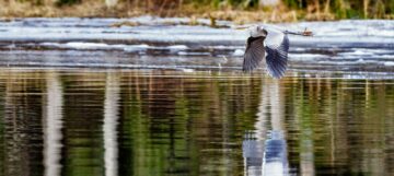Gråhäger flyger över en isig sjö