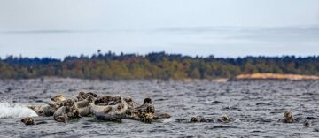 Gråsälar ligger på klippor och i stormig sjö