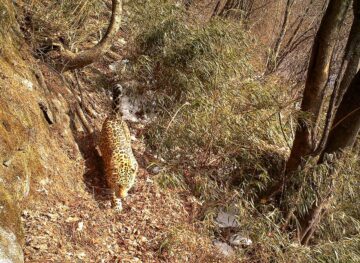 En leopard går i skogen