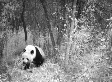 En panda går i bambuskog