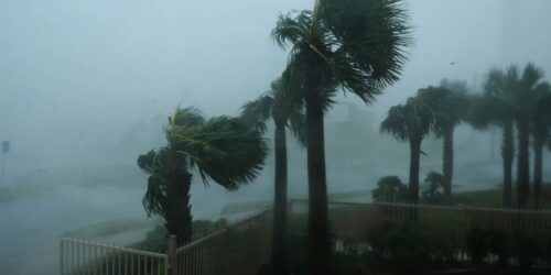 Palmer i storm.