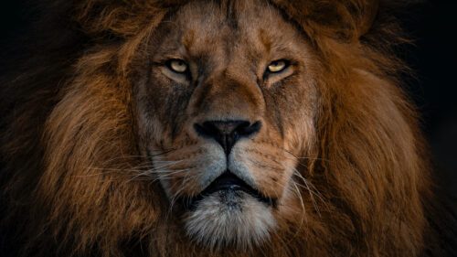 Portrait of lion,Pakistan
