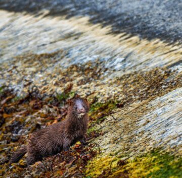 Mink vid klippor