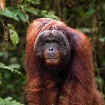 Orangutang i skogen