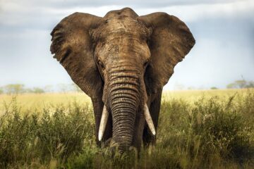 elefant stoppa utrotningen