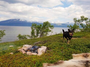 Hunden Taiga intill en lägereld med utsikt över sjö och fjäll