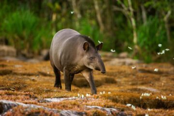 Tapir som går med flygande fjärilar runt sig