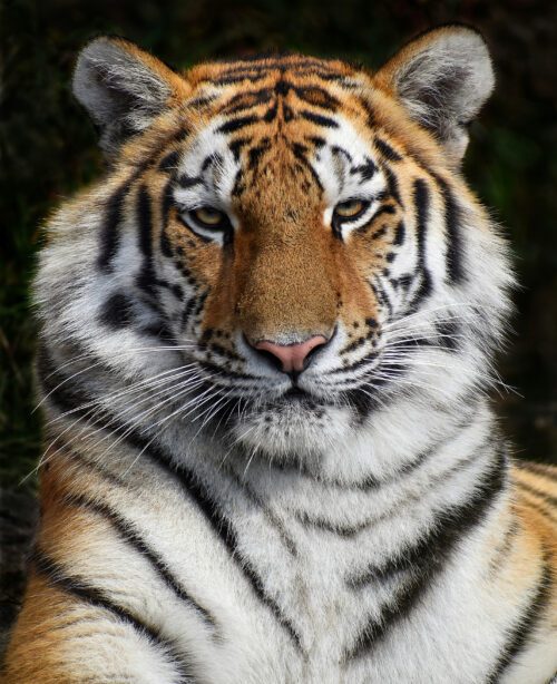 tiger