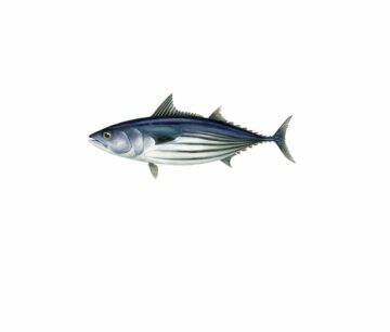 Tonfisk, skipjack bonit