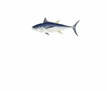 Tonfisk tonggol