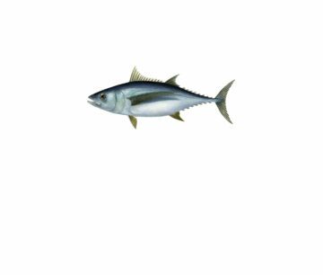 Vit tonfisk