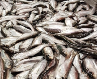 Strömming En stor mängd silvriga strömmingsfiskar ligger tätt packade tillsammans.