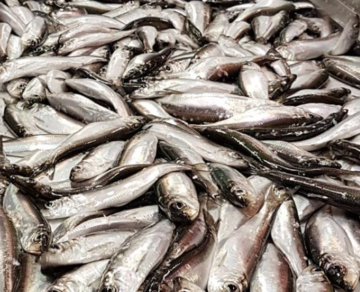 En stor mängd silvriga strömmingsfiskar ligger tätt packade tillsammans.