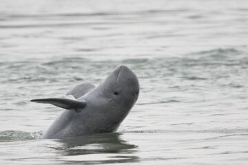 En grå Irrawaddydelfin som hoppar upp ur vattnet med framfena utsträckt.