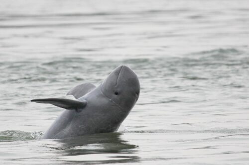 En grå Irrawaddydelfin som hoppar upp ur vattnet med framfena utsträckt.