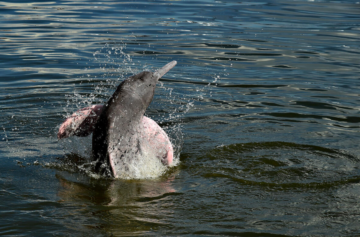 En amazondelfin leker i vattnet och sprutar vatten, kroppen delvis ovanför vattenytan.