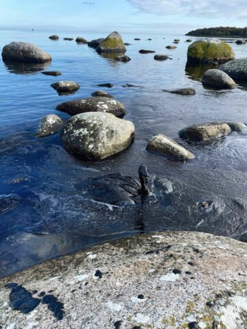 Fågel i olja (c) Mats Olsson, Västblekinges Ornitologiska Förening